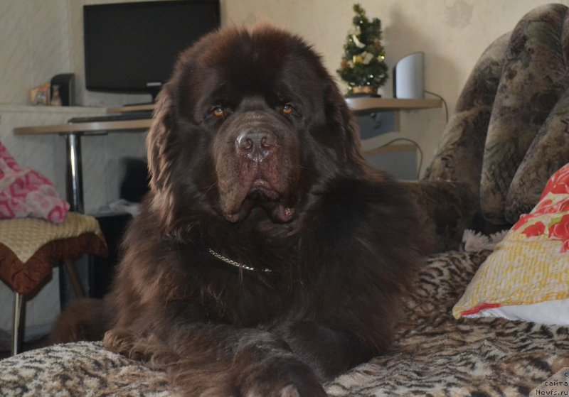 Фото: ньюфаундленд Aquatoriya Kelvin Riverdance (Акватория Келвин Риверданс)