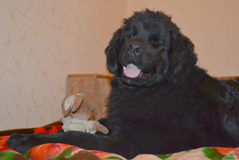 Фото: ньюфаундленд Talisman Morya Magiya Voln (Талисман Моря Магия Волн)