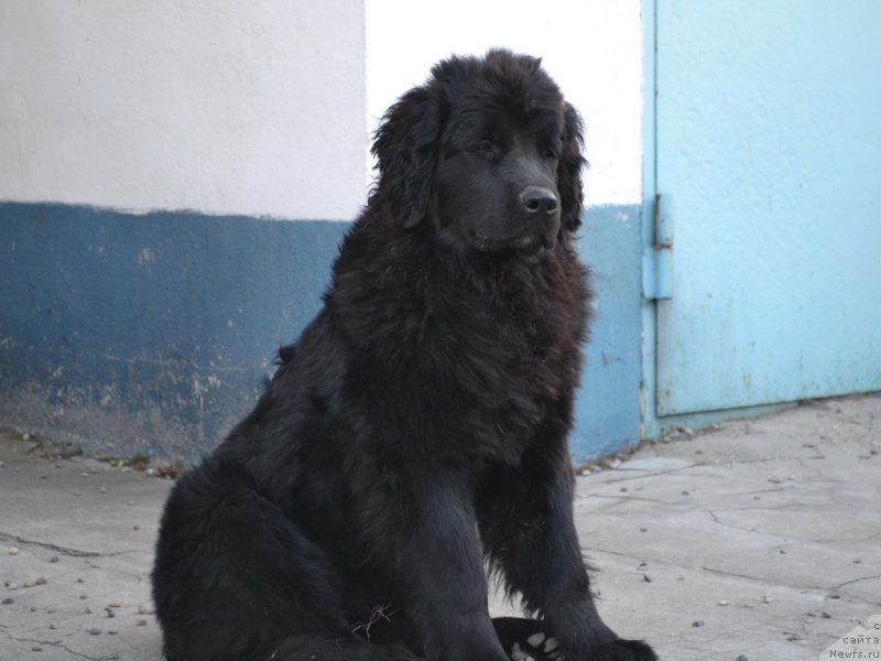 Фото: ньюфаундленд Talisman Morya Magiya Voln (Талисман Моря Магия Волн)
