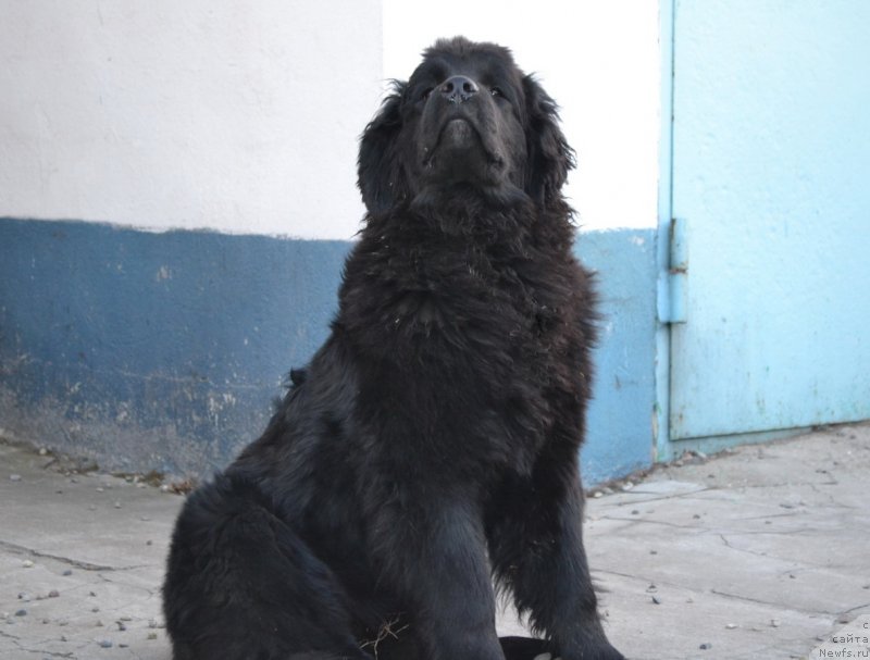 Фото: ньюфаундленд Talisman Morya Magiya Voln (Талисман Моря Магия Волн)