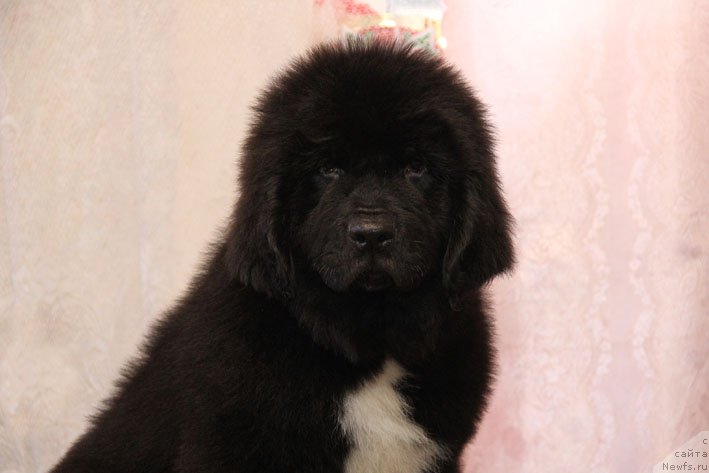 Фото: ньюфаундленд Schekn s Berega Dona (Щекн с Берега Дона)