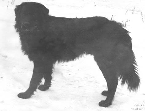 Фото: ньюфаундленд Poloniy (Полоний)