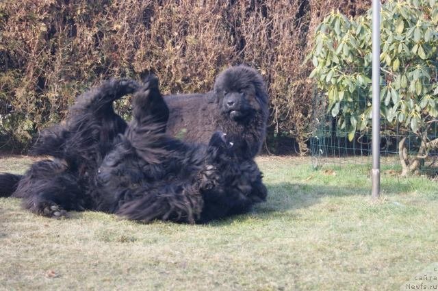 Фото: ньюфаундленд Guy of Hope Moon Bear