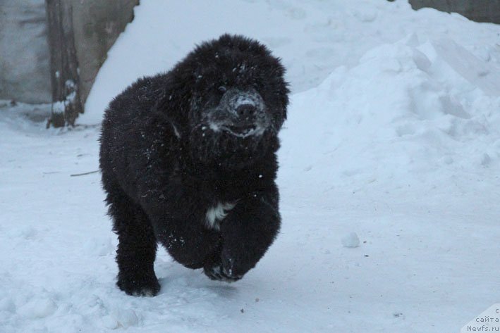 Фото: ньюфаундленд Scha-Da s Berega Dona (Ща-Да с Берега Дона)