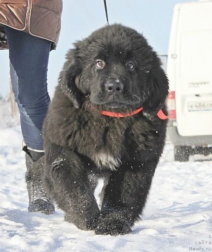 Фото: ньюфаундленд Dar Svezy Unika Sagitta (Дар Свезы Юника Сагитта)