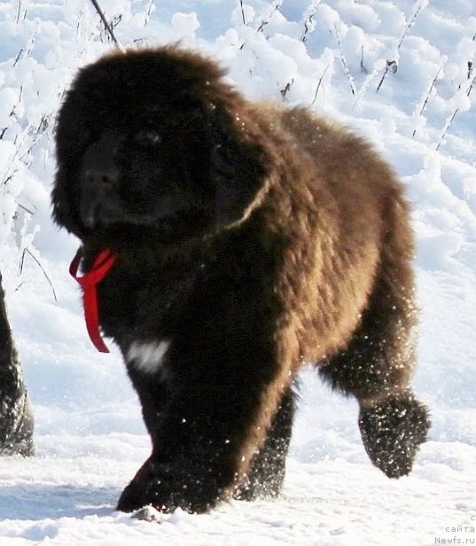 Фото: ньюфаундленд Dar Svezy Unika Sagitta (Дар Свезы Юника Сагитта)