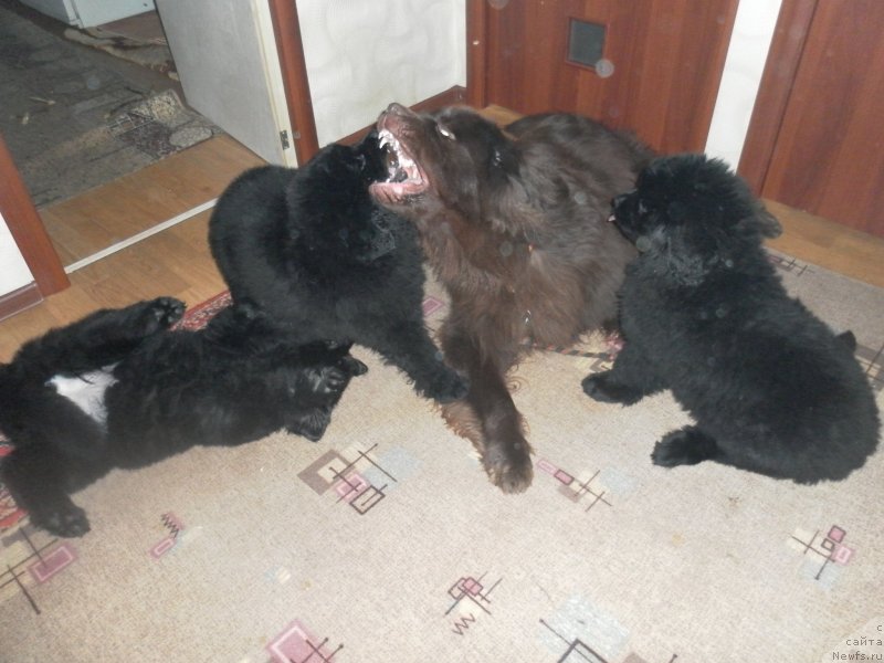 Фото: ньюфаундленд Ocharovashka s Berega Dona (Очаровашка с Берега Дона), ньюфаундленд Eka Kralja s Berega Dona (Эка Краля с Берега Дона), ньюфаундленд Eho Moskvy s Berega Dona (Эхо Москвы с Берега Дона), ньюфаундленд Eto Schast'e s Berega Dona (Это Счастье с Берега Дона)