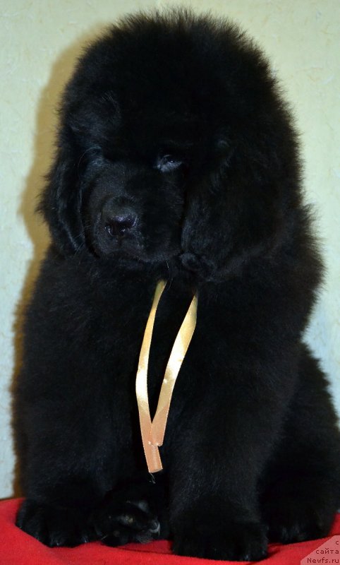 Фото: ньюфаундленд Chinniy Arktur Kara Deniz