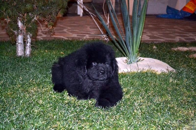 Фото: ньюфаундленд Chutkiy Aliot Kara Deniz