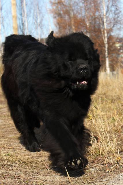 Фото: ньюфаундленд Tiffani Gold (Тиффани Голд)