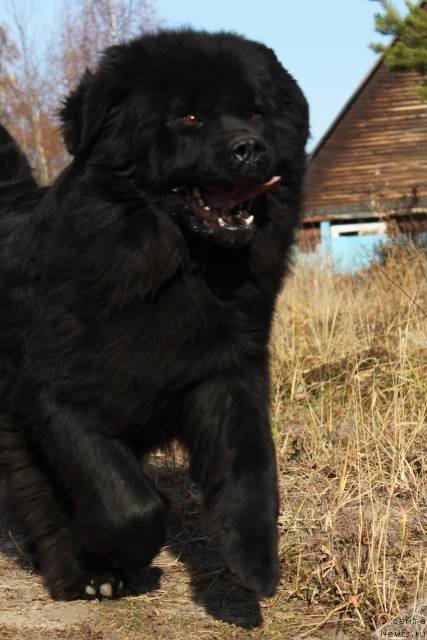 Фото: ньюфаундленд Tiffani Gold (Тиффани Голд)