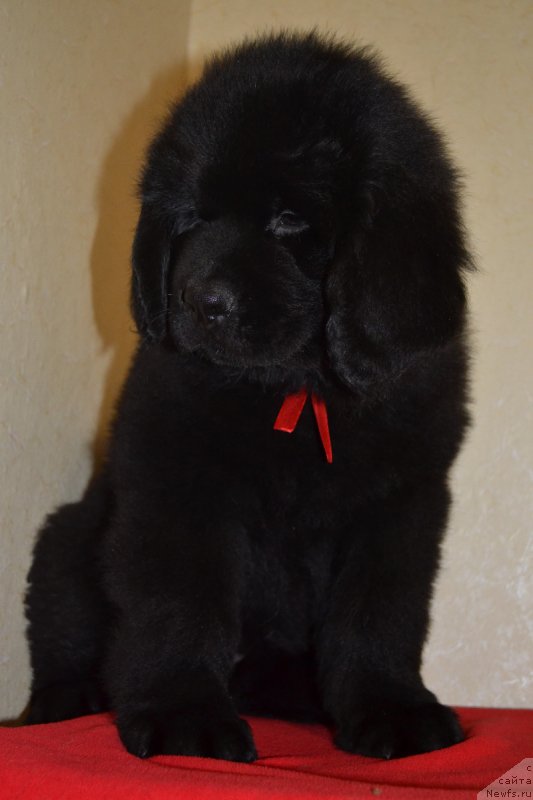 Фото: ньюфаундленд Chudotvorniy Atlas Kara Deniz