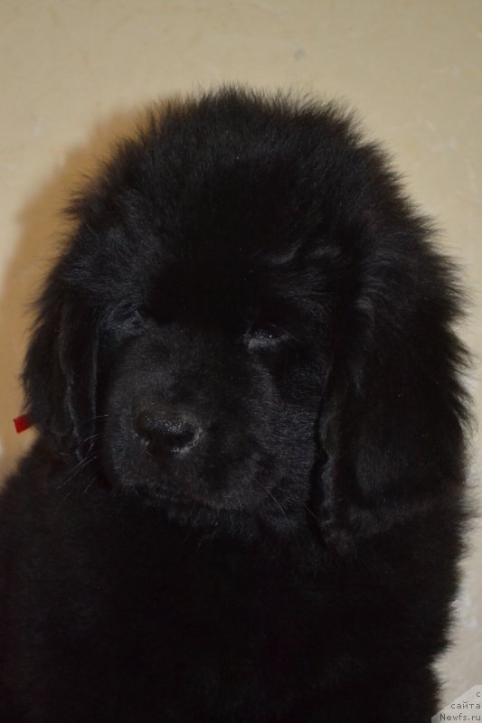 Фото: ньюфаундленд Chudotvorniy Atlas Kara Deniz