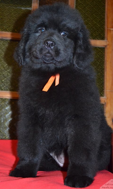 Фото: ньюфаундленд Chernoglazaya Kalista Kara Deniz