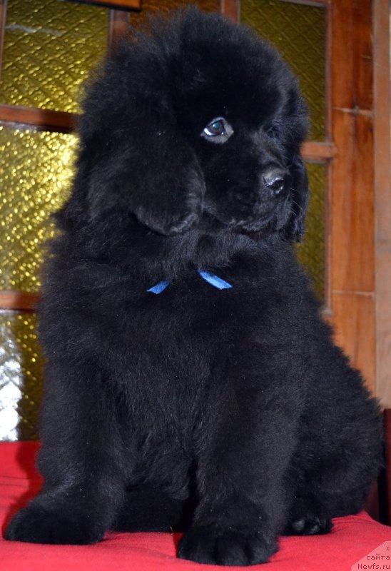 Фото: ньюфаундленд Chudesnaya Mira Kara Deniz