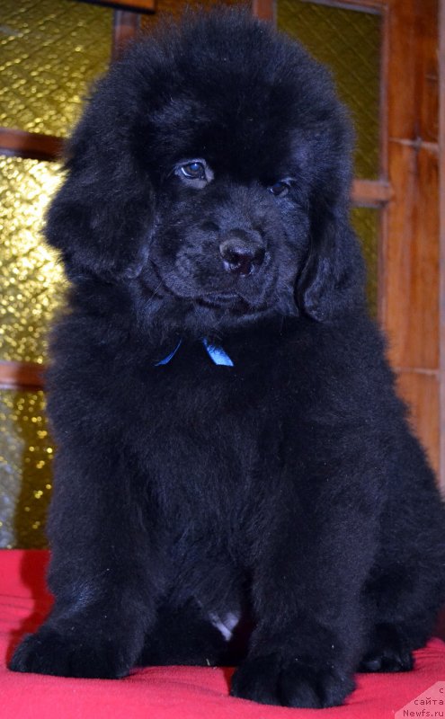 Фото: ньюфаундленд Chudesnaya Mira Kara Deniz