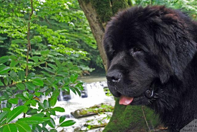 Фото: ньюфаундленд Potap Fidel' (Потап Фидель)