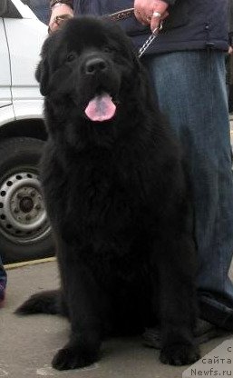 Фото: ньюфаундленд Zolotko Mishel Kara Deniz (Золотко Мишель Кара Дениз)