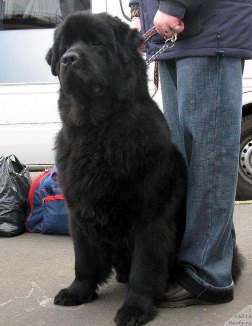 Фото: ньюфаундленд Zolotko Mishel Kara Deniz (Золотко Мишель Кара Дениз)