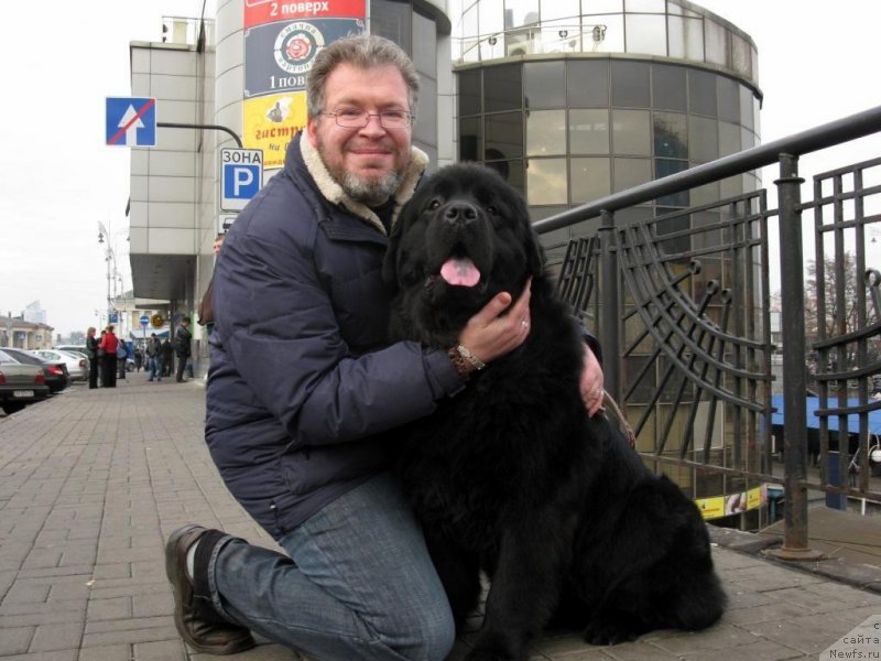 Фото: ньюфаундленд Zolotko Mishel Kara Deniz (Золотко Мишель Кара Дениз)