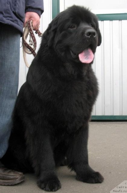 Фото: ньюфаундленд Zolotko Mishel Kara Deniz (Золотко Мишель Кара Дениз)