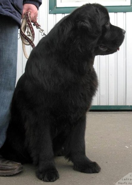 Фото: ньюфаундленд Zolotko Mishel Kara Deniz (Золотко Мишель Кара Дениз)