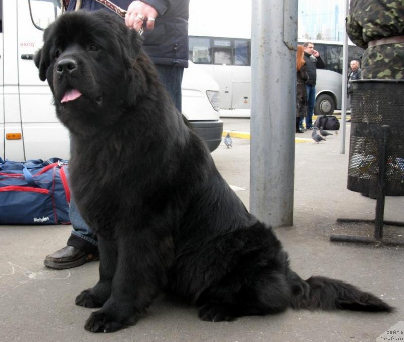 Фото: ньюфаундленд Zolotko Mishel Kara Deniz (Золотко Мишель Кара Дениз)