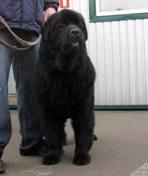 Фото: ньюфаундленд Zolotko Mishel Kara Deniz (Золотко Мишель Кара Дениз)