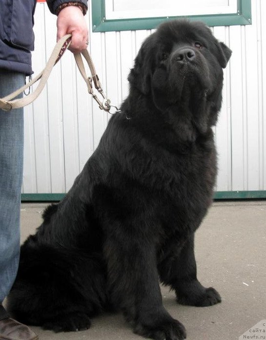 Фото: ньюфаундленд Zolotko Mishel Kara Deniz (Золотко Мишель Кара Дениз)