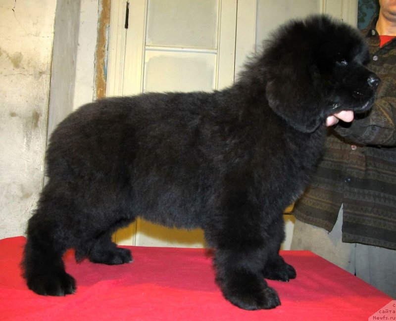 Фото: ньюфаундленд Smigar Tale of Ocean (Смигар Тэйл ов Оушен)