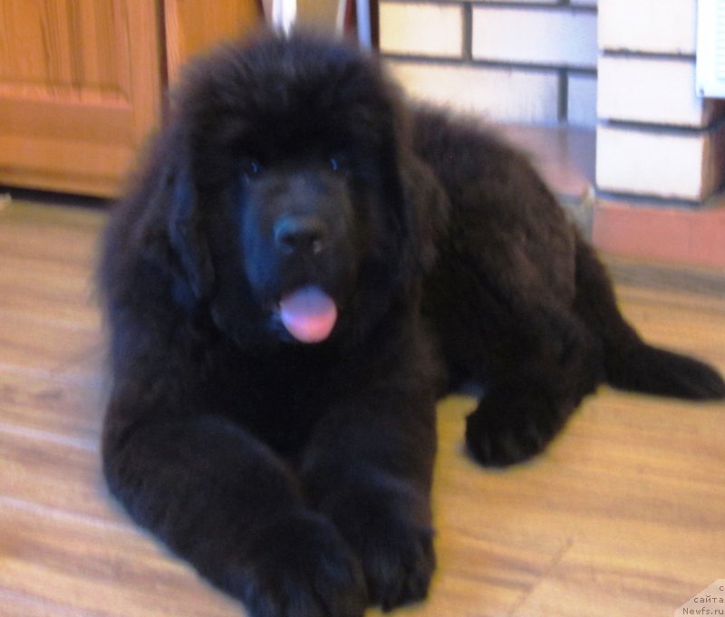 Фото: ньюфаундленд YEl'brus iz Antagrada (Эльбрус из Антаграда)