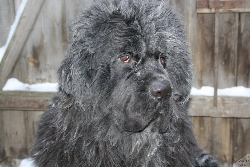 Фото: ньюфаундленд Dark Pride Valentino (Дак Прайд Валентино)