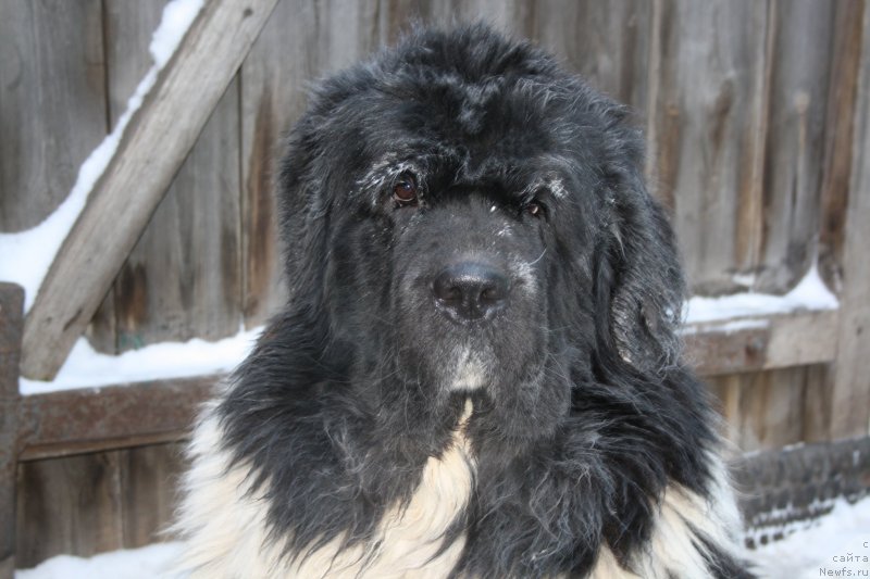 Фото: ньюфаундленд Super Premium Emu Net Ravnyih (Супер Премиум Ему Нет Равных)