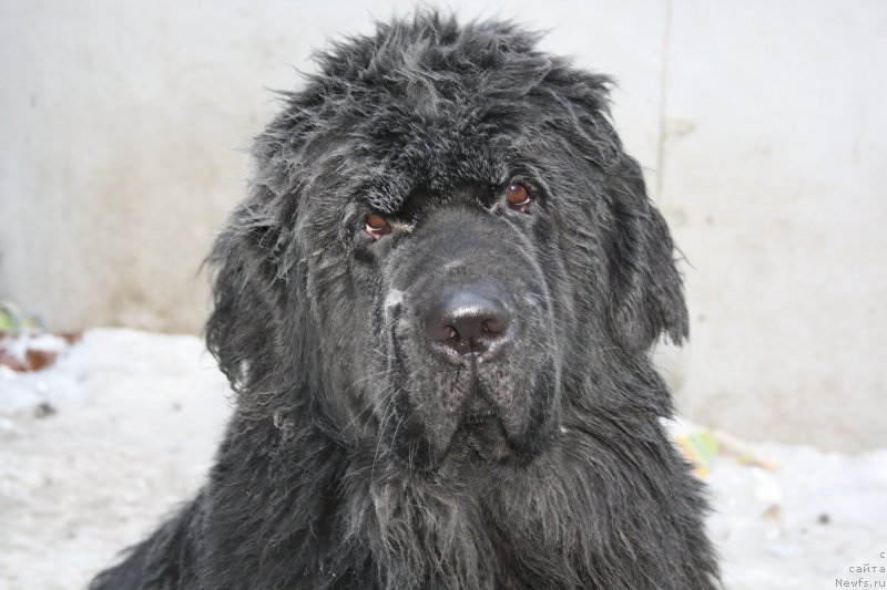 Фото: ньюфаундленд Zvezdnij Dar Afrodita (Звездный Дар Афродита)