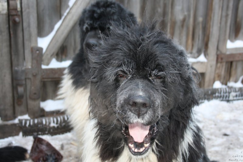 Фото: ньюфаундленд Piternyuf I'll Stand By You (Питерньюф И'лл Станд Бу Уоу)