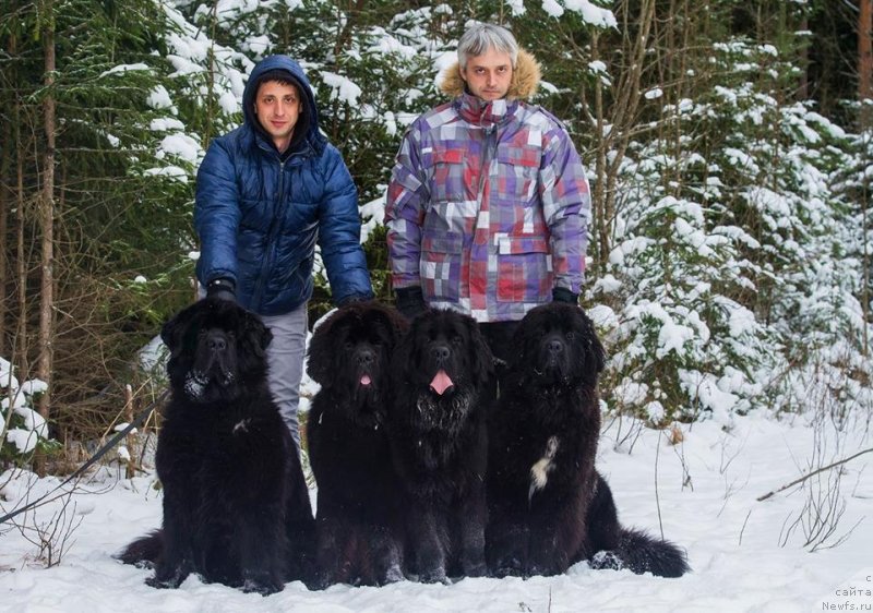 Фото: ньюфаундленд Skippers Only You for Smigar, ньюфаундленд Smigar Liverpulsiy Chetvertak (Смигар Ливерпульский Четвертак), ньюфаундленд New Beothuks Gold for Smigar, ньюфаундленд Smigar Love Story (Смигар Лав Стори), Aleksandr Korotkov (Александр Коротков), и Максим