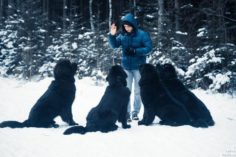 Фото: Aleksandr Korotkov (Александр Коротков), ньюфаундленд New Beothuks Gold for Smigar, ньюфаундленд Smigar Love Story (Смигар Лав Стори), ньюфаундленд Smigar Liverpulsiy Chetvertak (Смигар Ливерпульский Четвертак), ньюфаундленд Skippers Only You for Smigar