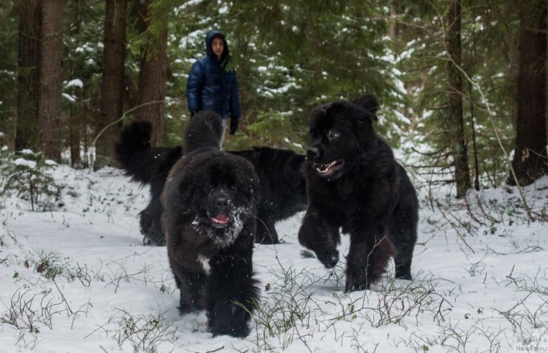 Фото: ньюфаундленд Smigar Love Story (Смигар Лав Стори), ньюфаундленд Smigar Liverpulsiy Chetvertak (Смигар Ливерпульский Четвертак), ньюфаундленд Skippers Only You for Smigar