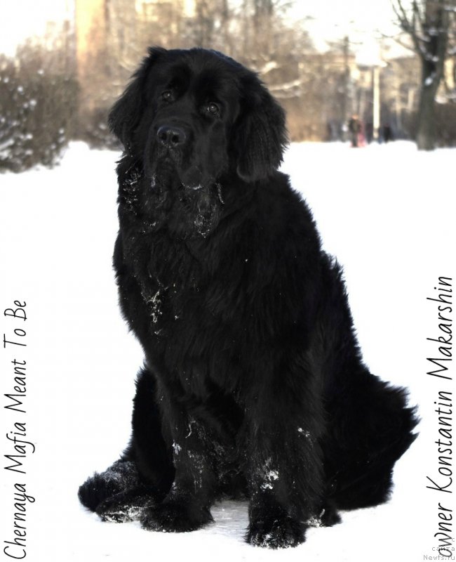 Фотография № 145976