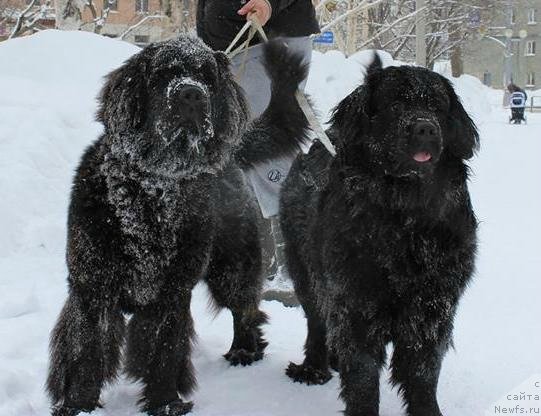 Фото: ньюфаундленд Chernaya Mafia Matter of Time (Черная Мафия Маттер оф Тиме), ньюфаундленд Donats Prayd Betti Tetcher (Донатс Прайд Бетти Тетчер)