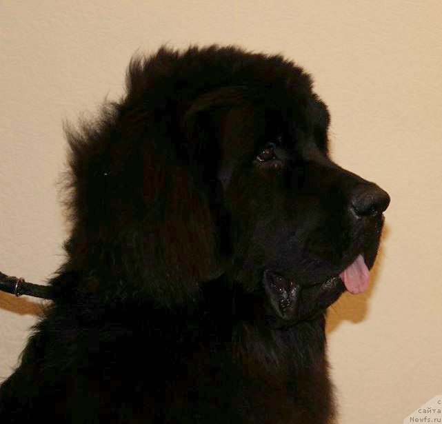 Фото: ньюфаундленд Chernaya Mafia Matter of Time (Черная Мафия Маттер оф Тиме)