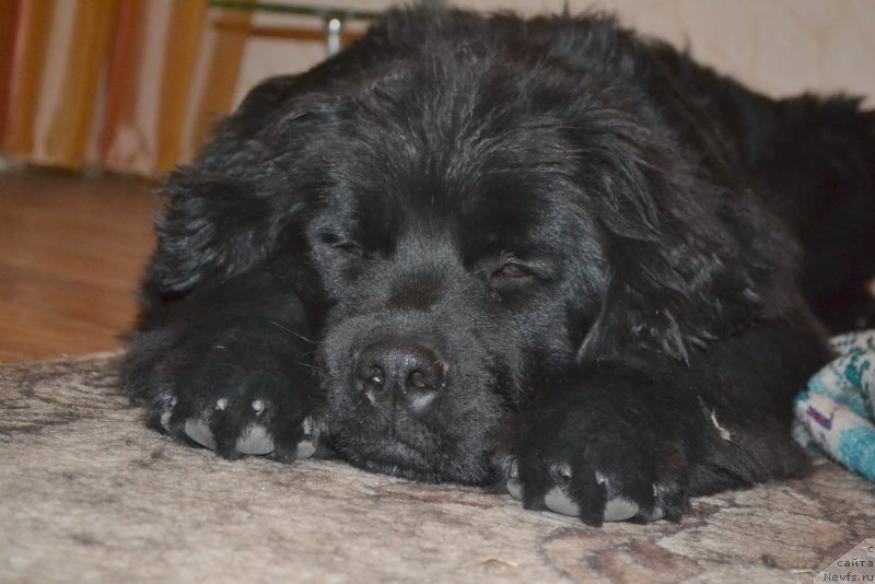 Фото: ньюфаундленд Talisman Morya Mishel' (Талисман Моря Мишель)