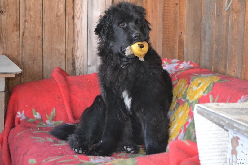 Фото: ньюфаундленд Talisman Morya Mishel' (Талисман Моря Мишель)