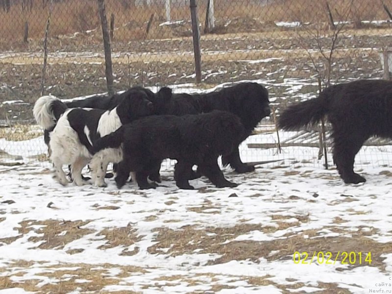 Фото: ньюфаундленд Vito Kacho Ferl (Вито Качо Ферл), ньюфаундленд Super Premium Litoniel Vallaninor (Супер Премиум Литониэль Валланинор), ньюфаундленд Super Premium Nao Del Trato (Супер Премиум Нао Дел Трато)
