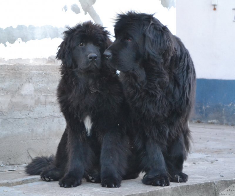 Фото: ньюфаундленд Talisman Morya Mishel' (Талисман Моря Мишель), ньюфаундленд I'm Little Princess Midnight Bear