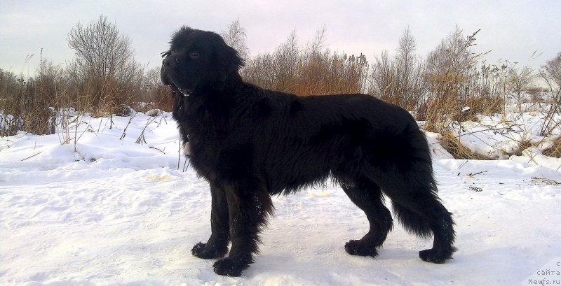 Фото: ньюфаундленд Chernyj Chank s Berega Dona (Черный Чанк с Берега Дона)