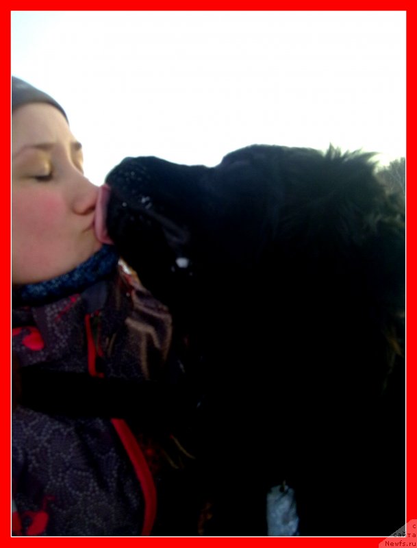 Фото: ньюфаундленд Chernyj Chank s Berega Dona (Черный Чанк с Берега Дона)