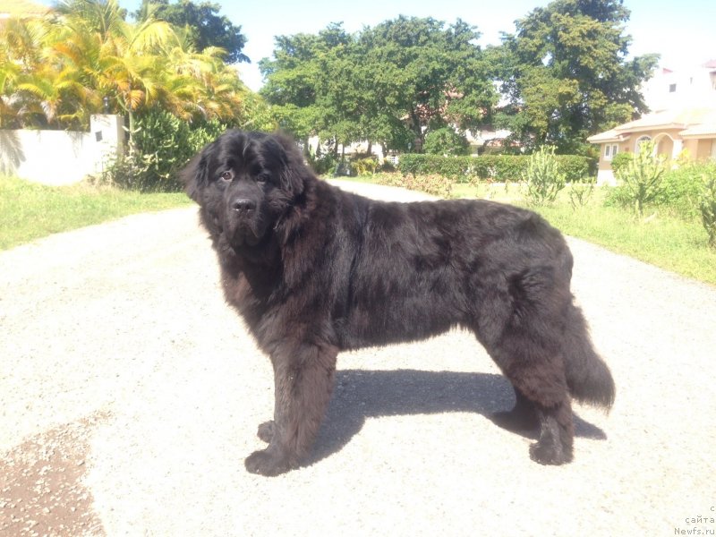 Фото: ньюфаундленд Piternyuf IMXO (Питерньюф ИМХО)