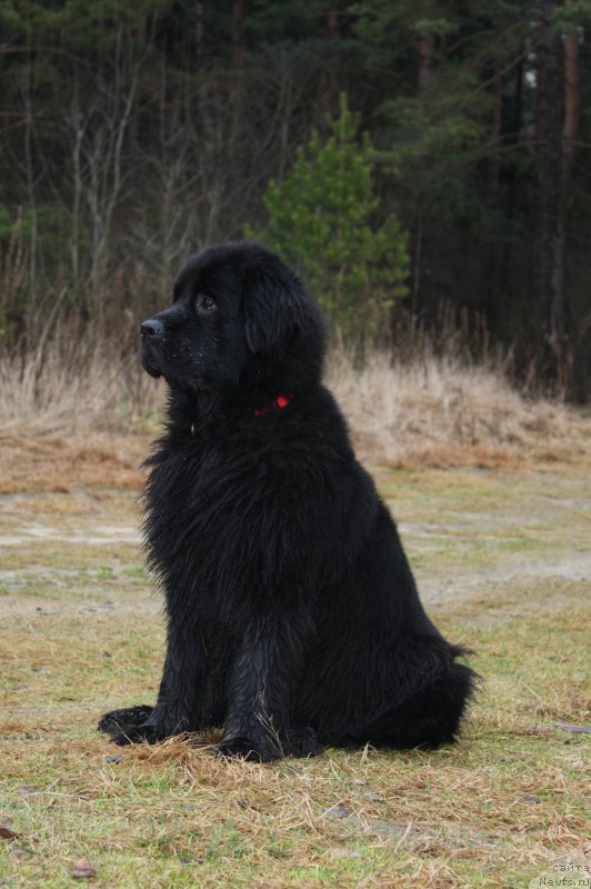 Фото: ньюфаундленд Tata Vialiki Miadzvedz
