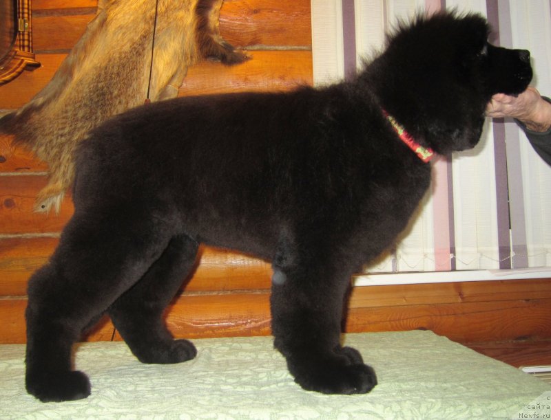 Фото: ньюфаундленд YEl'brus iz Antagrada (Эльбрус из Антаграда)